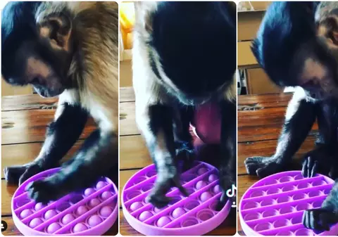 Originile pop-it. Cum a ajuns o maimuță să facă cunoscută jucăria adorată de milioane de copii din toată lumea