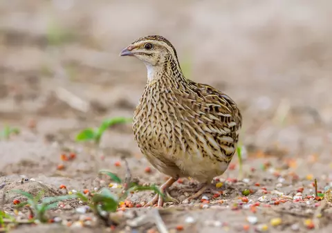 Prepeliţa - curiozități și lucruri uimitoare. Beneficii ale ouălor de prepeliță