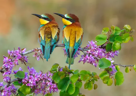 Prigorie - curiozități și mituri despre această frumoasă pasăre