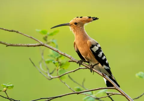 Pupăza - legende și curiozități interesante despre această pasăre