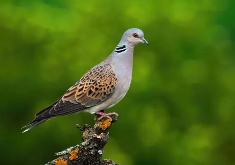 Turturica - legende și lucruri mai puțin știute despre această pasăre