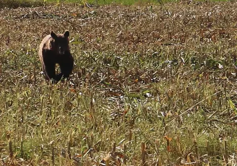 Trei bărbaţi, atacaţi de urs în Vrancea. Animalul a fost omorât de localnici