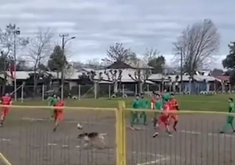Imagini inedite: Un câine a marcat un gol, într-un meci de fotbal din Chile