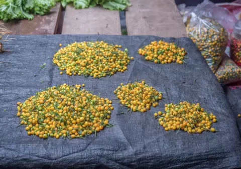 Cel mai scump ardei iute din lume, cultivat și expus la Iași. 25.000 de dolari pentru un kilogram