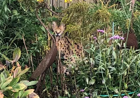 „Ajutor, este un leopard în grădină!”, apelul disperat la urgență al unui german. Ce animal era de fapt
