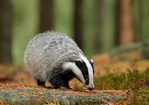 Bursucul - lucruri surprinzătoare și mai puțin știute despre viezure