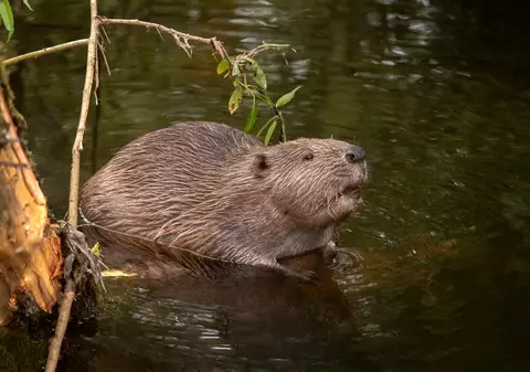 Castorul - curiozități și informații interesante despre acest animal
