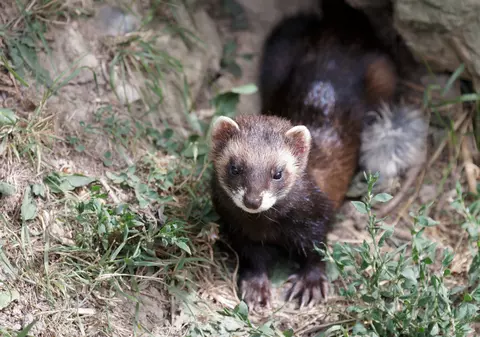 Dihorul - curiozități și lucruri surprinzătoare despre acest animal