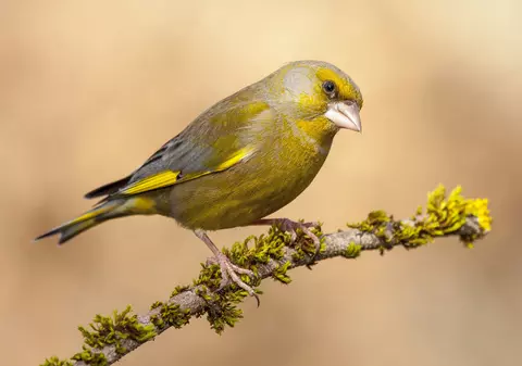 Florinte - curiozități și lucruri mai puțin știute despre această pasăre