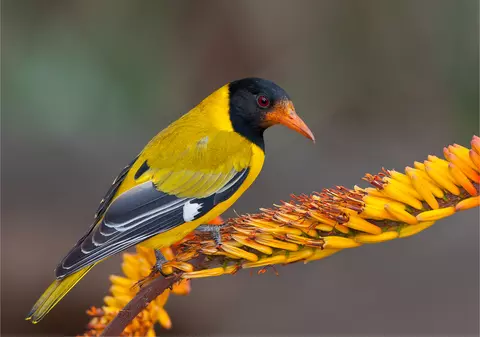 Grangur - curiozități și lucruri interesante despre această frumoasă pasăre