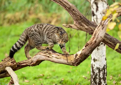 Pisica sălbatică - curiozități și lucruri surprinzătoare despre acest animal