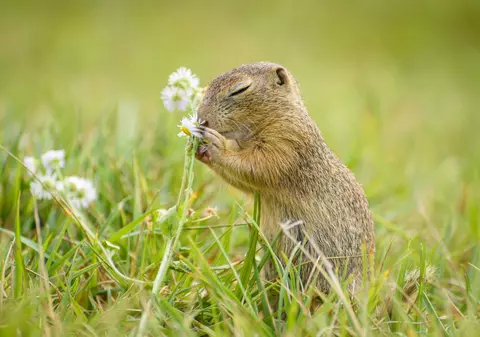 Popândăul - curiozități și lucruri surprinzătoare despre acest mic animal