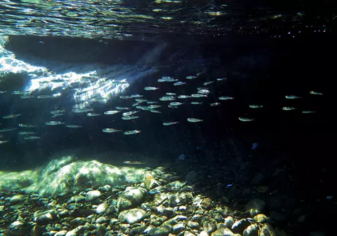 O sabie din perioada cruciadelor, găsită din întâmplare de un scafandru în largul coastelor Israelului