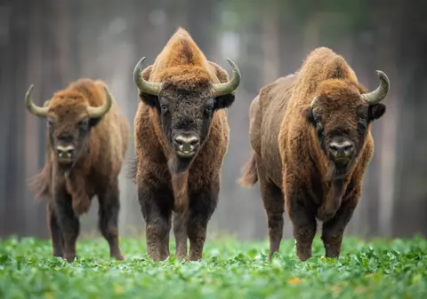 Zimbrul - lucruri surprinzătoare și curiozități despre zimbru