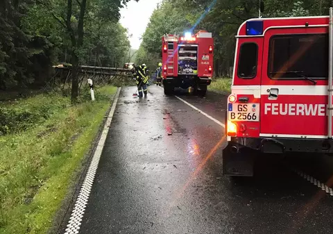 Trei români au tăiat un copac de 40 de metri direct peste o mașină care circula pe o șosea din Germania