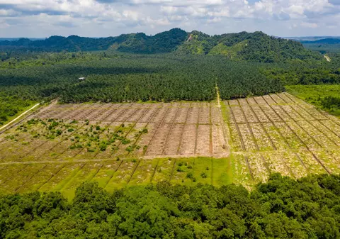 Conferința pentru climă: liderii lumii promit să stopeze despăduririle până în 2030