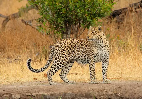 Leopardul - curiozități și lucruri surprinzătoare despre aceste feline