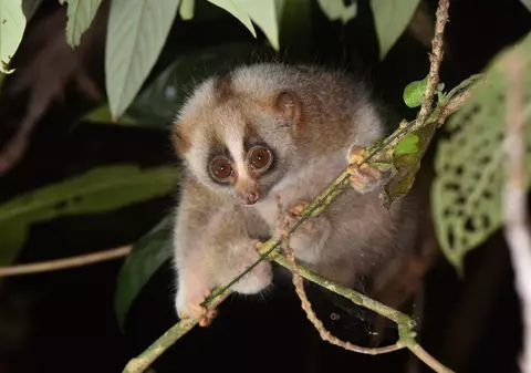 Loris - lucruri mai puțin știute și curiozități despre aceste animale