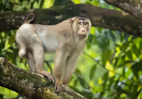 Macac - curiozități și lucruri interesante despre aceste primate