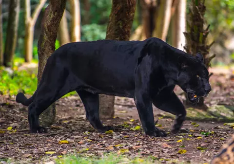 Pantera - curiozități și lucruri mai puțin știute despre acest animal