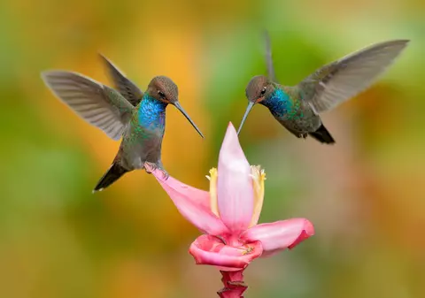 Pasărea colibri - Curiozități și lucruri mai puțin știute despre această mică pasăre