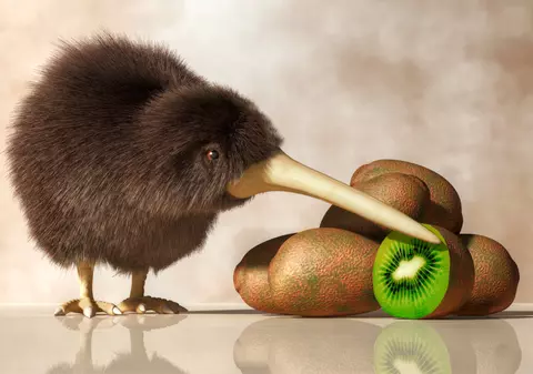 Pasărea kiwi - curiozități și lucruri surprinzătoare despre această pasăre