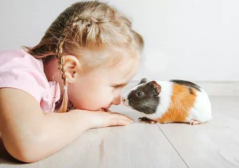 Porcușor de Guineea - cum se îngrijește și ce e bine să știi despre el