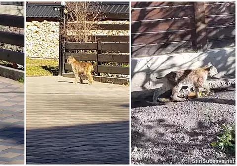 Pui de râs carpatin, filmat în curtea unei gospodării dintr-o comună suceveană