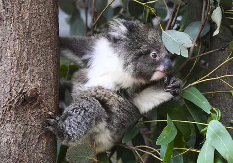 Urșii koala, decimați de o bacterie. Experții avertizează că întreaga populație ar putea dispărea