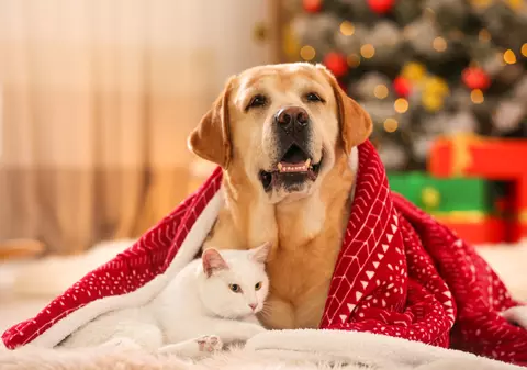 Cum avem grijă de animalele de companie în noaptea de Revelion. Sfaturile unui medic veterinar