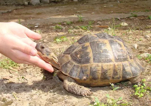 Broasca țestoasă - curiozități și lucruri mai puțin știute. Cum se îngrijește o țestoasă