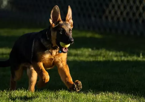 Commander, câinele soţilor Biden, dat afară din Casa Albă după ce a muşcat un agent Secret Service