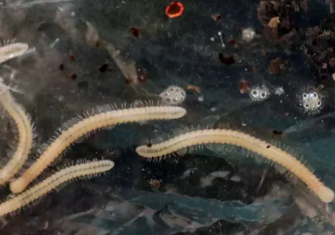 Această creatură are 1.306 picioare. Descoperirea neobișnuită, făcută de cercetători într-o regiune din Australia