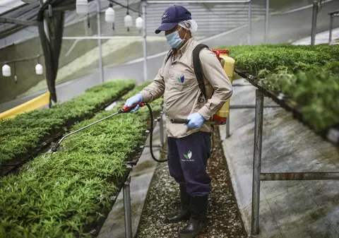 Malta devine prima țară din Uniunea Europeană care legalizează creșterea canabisului pentru uz personal