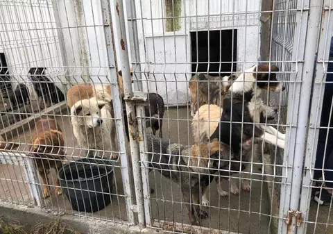 Primăria Năvodari, despre acuzațiile privind sterilizările fără anestezie de la adăpostul public: „E singurul veterinar care a vrut să lucreze cu noi!”