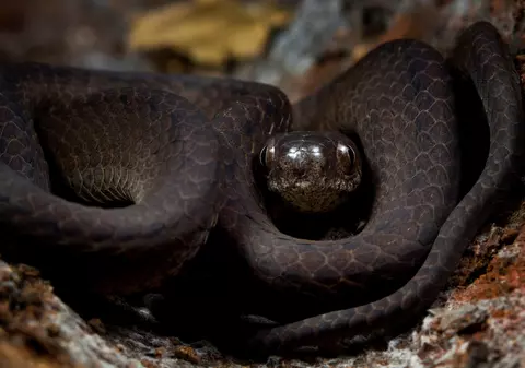 Șerpi veninoși - top 10 cele mai periculoase specii de șerpi