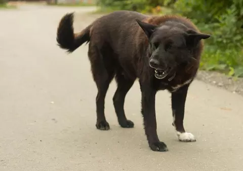 Copil de 6 ani, ucis de câinele familiei, în grădină, la Conțești, în Dâmbovița