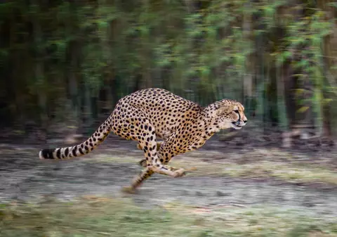 Cele mai rapide animale din lume. Topul celor mai rapide viețuitoare