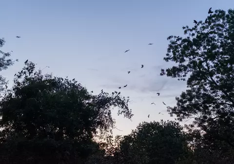 Primăria Capitalei testează un sistem pentru alungarea ciorilor din Parcul Cişmigiu. Și porumbeii sunt vizați
