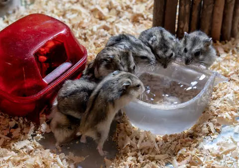 2.000 de hamsteri vor fi sacrificați în Hong Kong după depistarea unor cazuri de COVID într-un magazin cu animale de companie