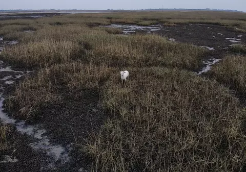 VIDEO | Un cățel blocat într-o mlaștină, salvat cu ajutorul unor cârnați agățați de o dronă. „Era ultima soluție”