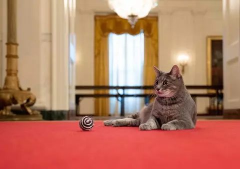 Cuplul de la Casa Albă a adoptat pisicuța care i-a întrerupt, în 2020, un discurs Primei Doamne