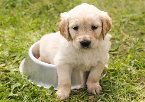 Insuficiența renală la câini. Cu ce este bine să îi hrănești și ce trebuie să conțină mâncarea gătită