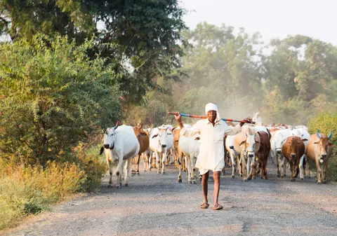 Experimentul reușit al unor laureați Nobel în India. Au dat unei familii două vaci