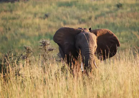 Un elefant a omorât un turist aflat în safari într-un parc din Uganda. „S-a năpustit asupra lui și l-a ucis pe loc”