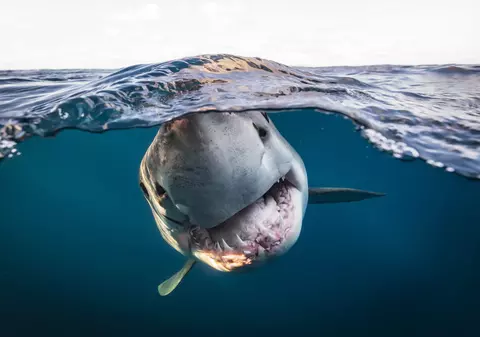 „Ți se taie răsuflarea”. Cele mai frumoase fotografii subacvatice, premiate internațional