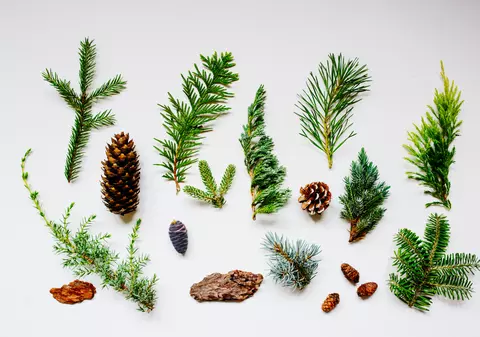 Diferența dintre brad, pin și molid. Cum se deosebesc cele trei specii