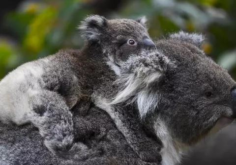 Ursul koala, inclus în lista animalelor pe cale de dispariție. Specia, puternic afectată de incendii și secetă