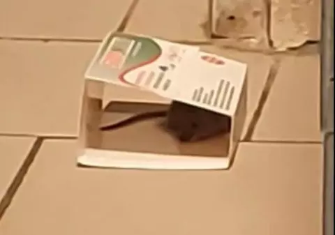 Un șobolan, filmat la raionul de patiserie de la un supermarket din Buzău. Ce amendă a primit magazinul