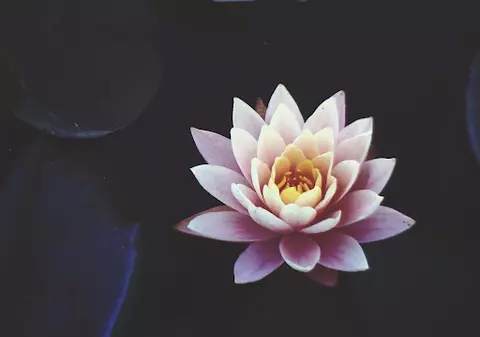 Ce proprietăți are floarea de lotus și de ce este atât de specială?